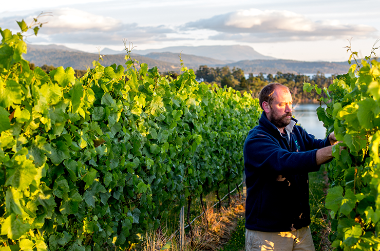 Jonny Hughes in the vineyard