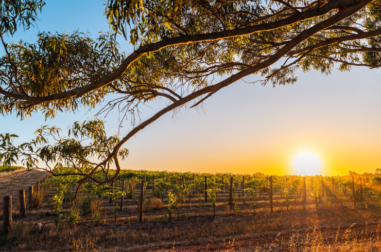 Barossa vineyard at sunset