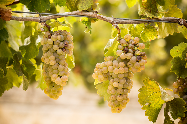 Viognier grapes at Yalumba