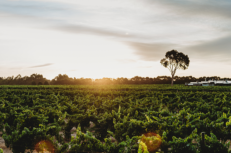 Domaine Naturaliste vineyard