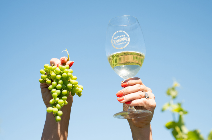 Oliver's Taranga wine and grapes 