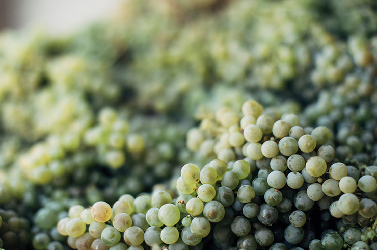 White wine grapes