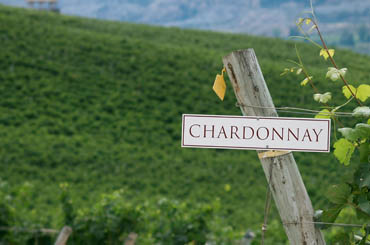 Chardonnay wow whites 2018