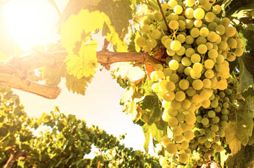 riesling wow whites 2018