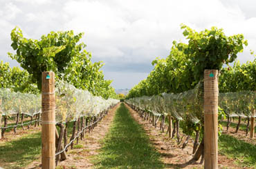 semillon wow whites 2018