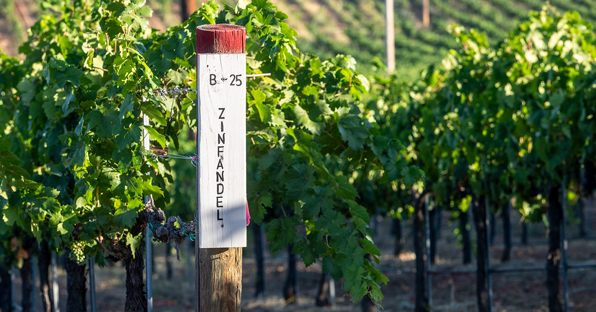 Wines For Zinfandel Day | Best Australian Zinfandel Wines To Try