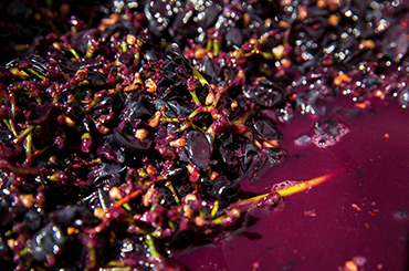 Cabernet Sauvignon Family Halliday Wine Companion Awards Varietal Winners