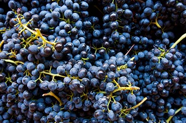 Cabernet Sauvignon Halliday Wine Companion Awards Varietal Winners