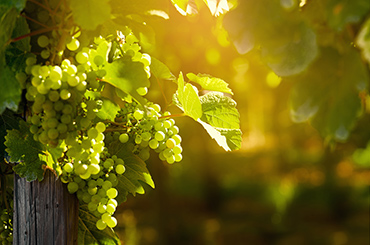 Other White Wines and Blends Halliday Wine Companion Awards Varietal Winners