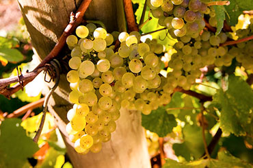 Riesling Halliday Wine Companion Awards Varietal Winners