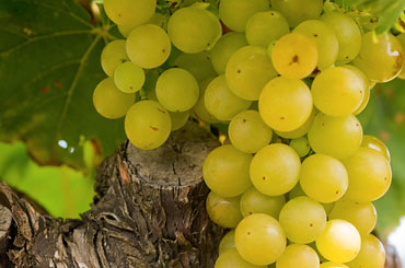 Semillon Halliday Wine Companion Awards Varietal Winners