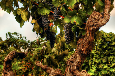 Shiraz Viognier Halliday Wine Companion Awards Varietal Winners