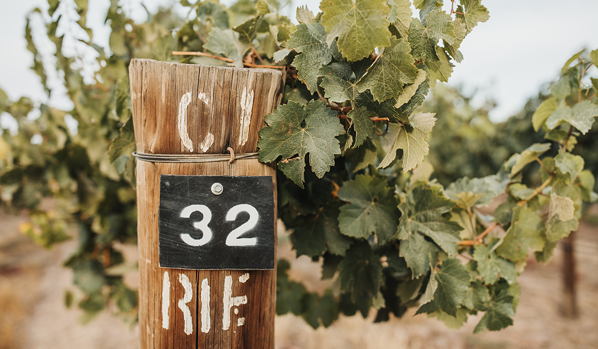 The Pikes C1 Riesling Block – the source of The Merle reserve riesling.