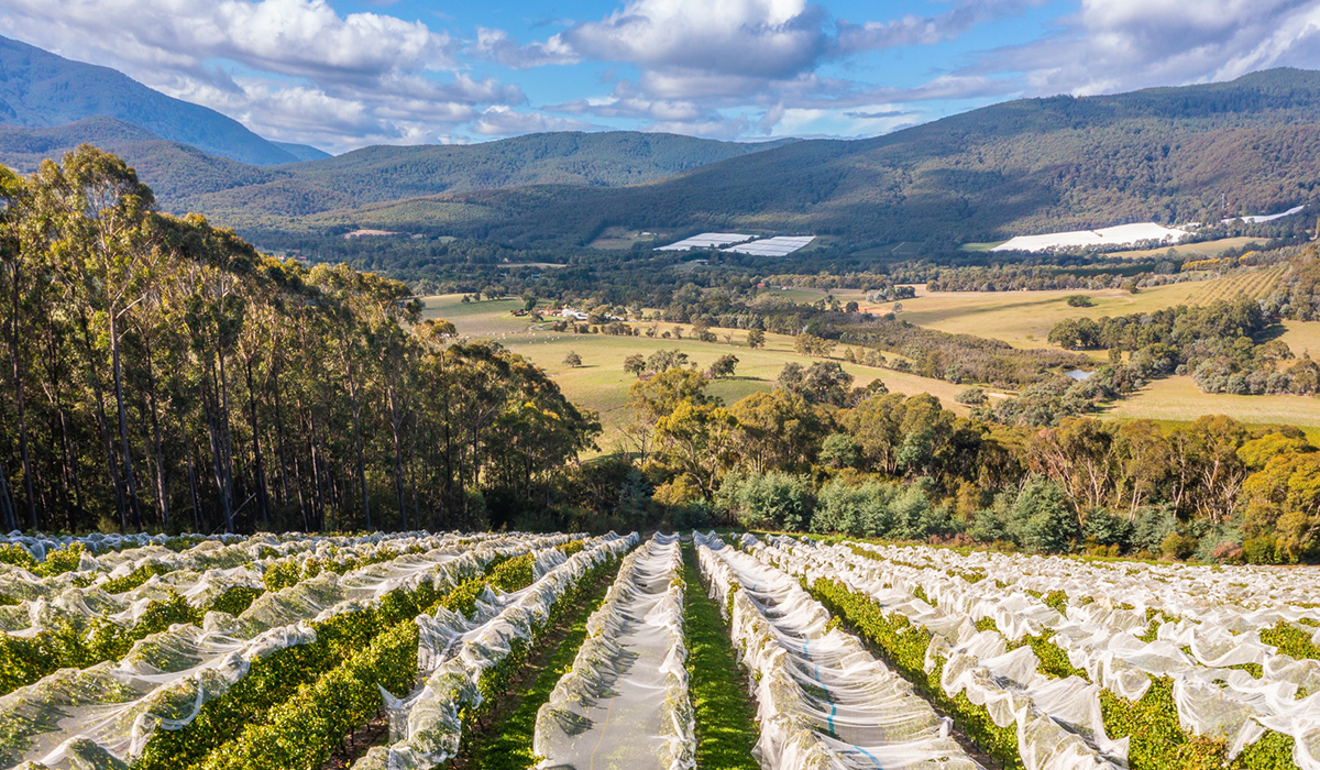 Giant Steps' Applejack vineyard