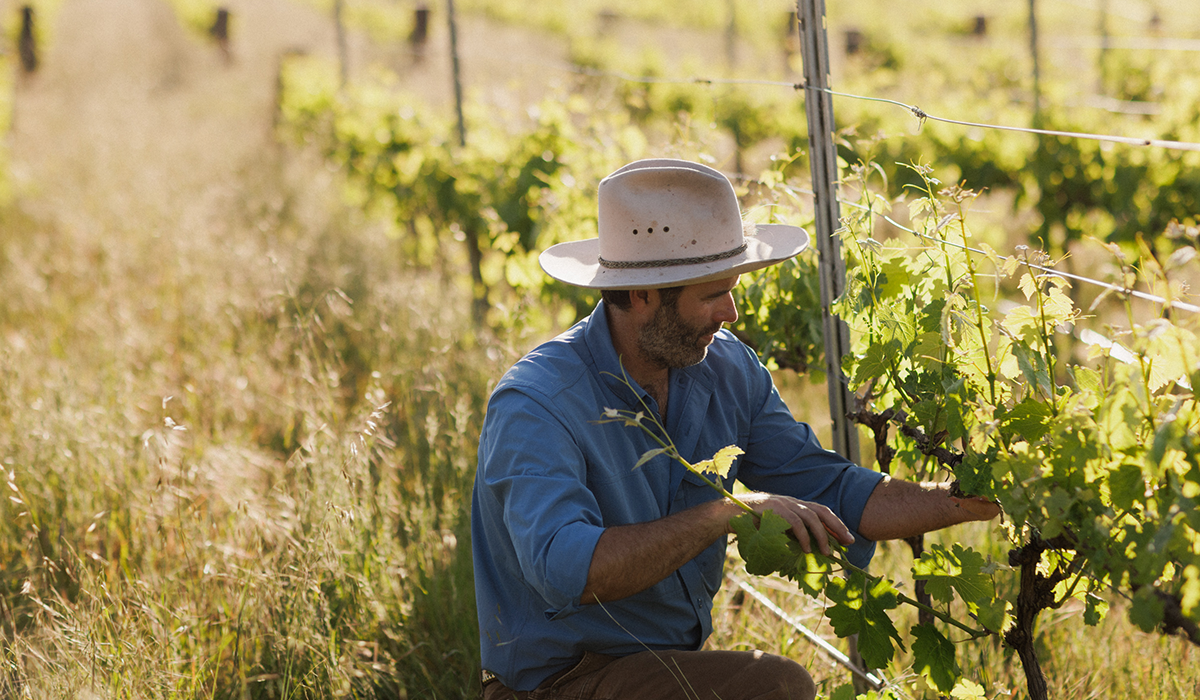 Fraser McKinley of Sami-Odi in the vineyard