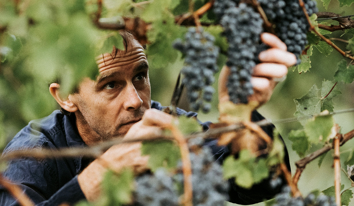 Bart Molony of Vasse Felix pruning grapes