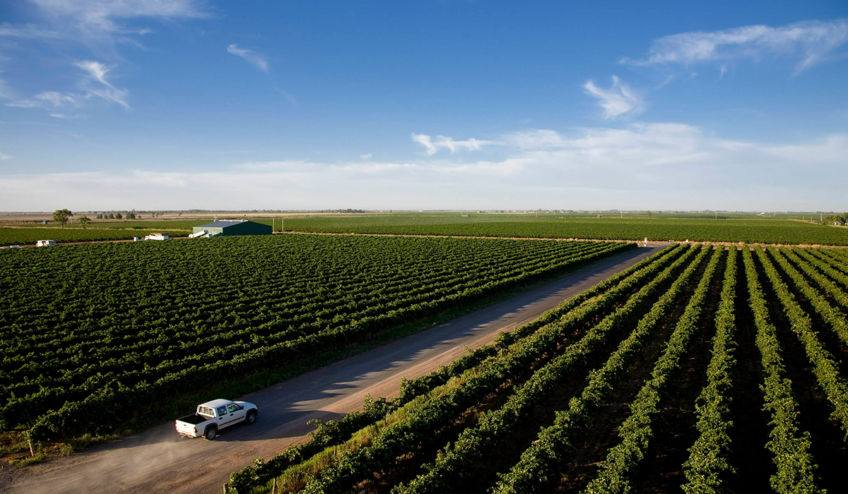 De Bortoli Yarra Valley vineyard