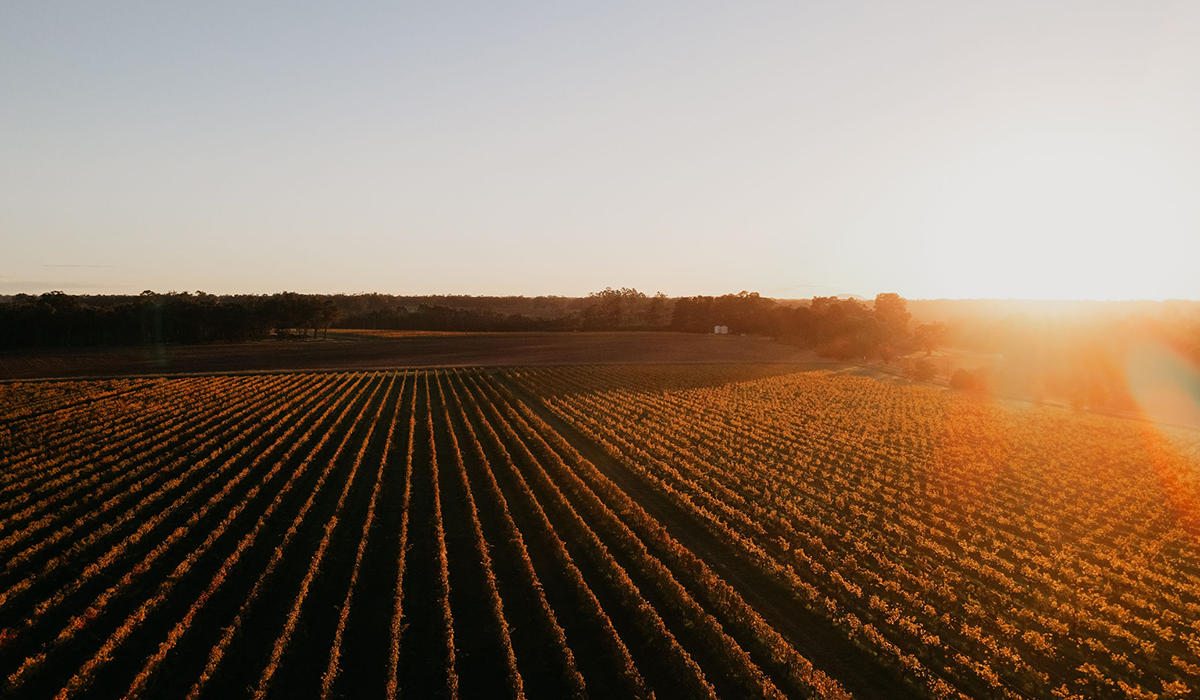 Forest Hill vineyard