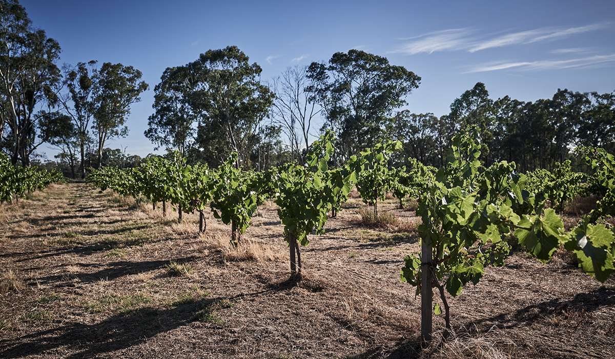 Paul Osicka vineyard