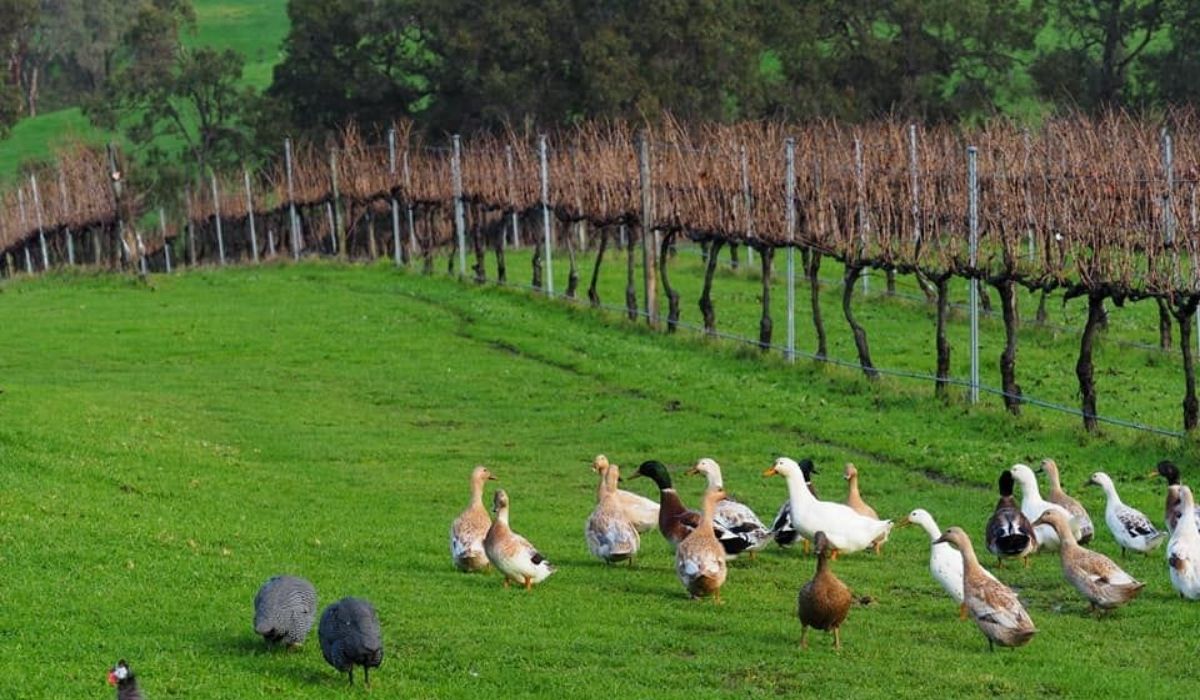 2026 Halliday Wine Companion Awards winners