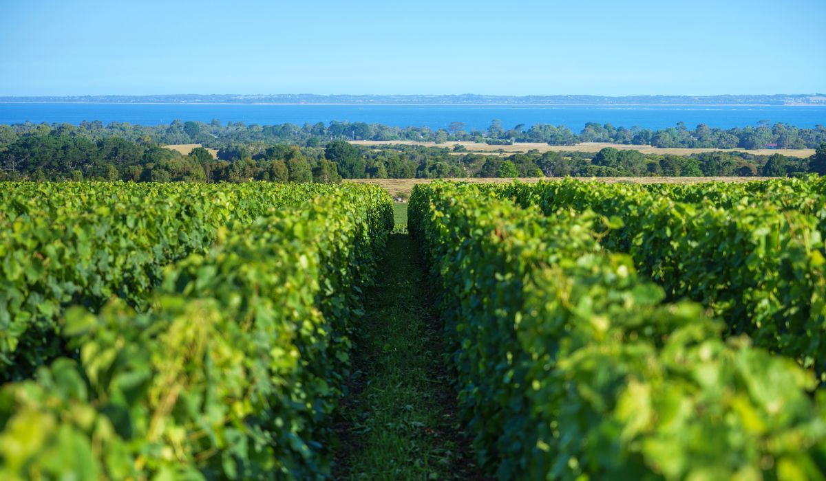 2026 Halliday Wine Companion Awards winners
