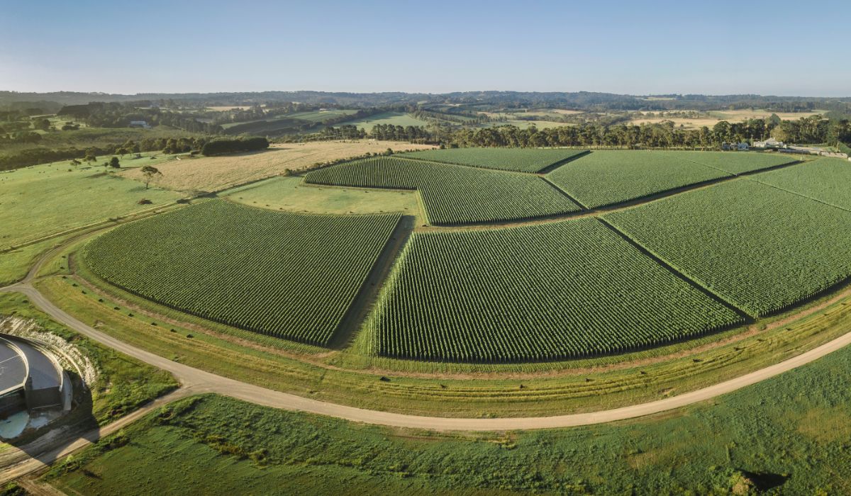 2026 Halliday Wine Companion Awards winners