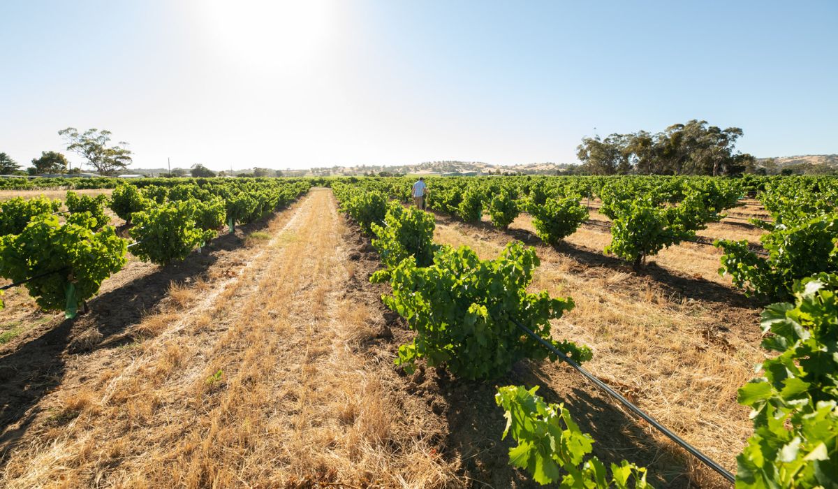 2026 Halliday Wine Companion Awards winners