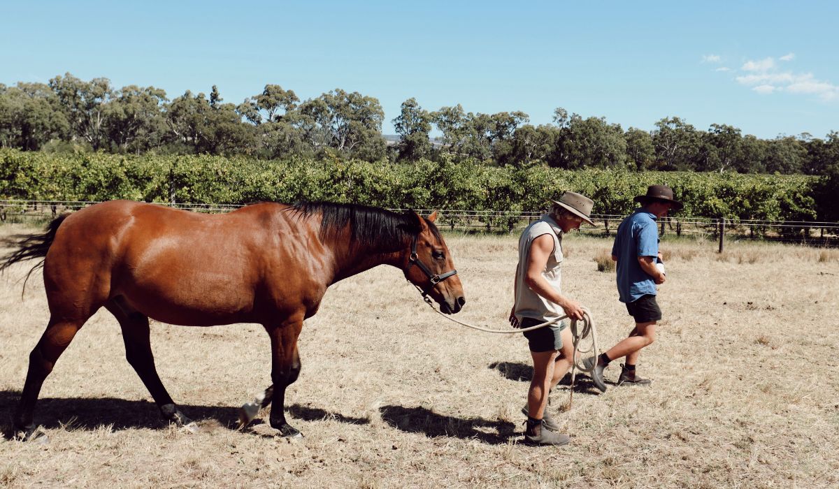 Halliday Wine Companion 2026 Dark Horse Winery of the Year Finalist
