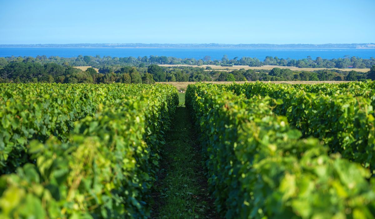 Halliday Wine Companion 2026 New Winery of the Year Finalist