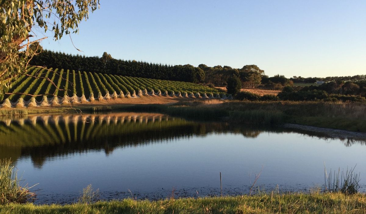 Halliday Wine Companion 2026 Value Winery of the Year Finalist