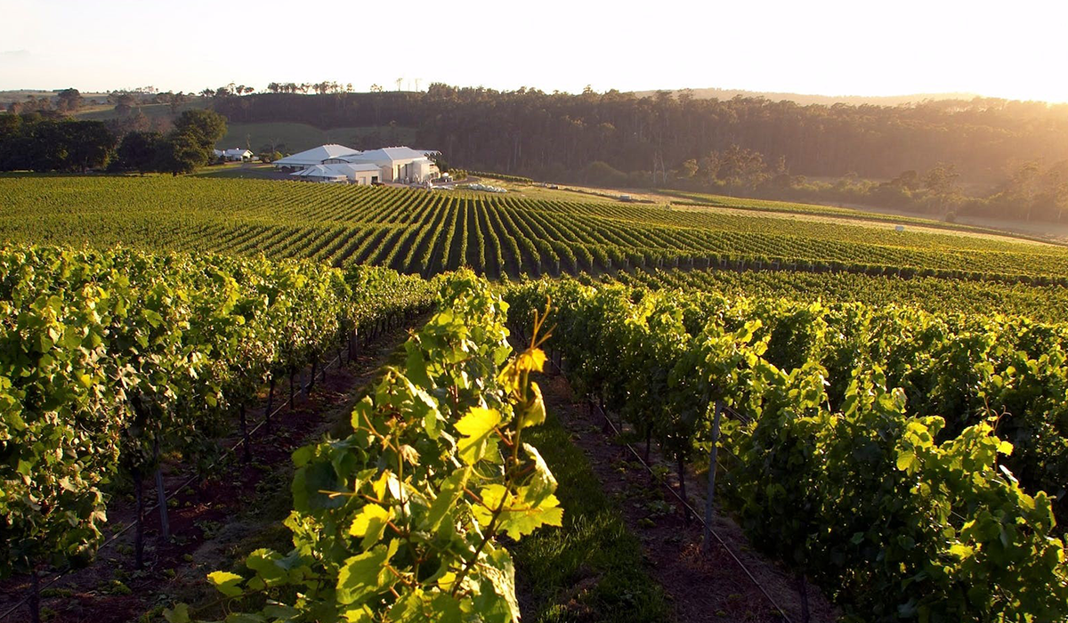 Halliday Top 100 Wineries 2024: House of Arras