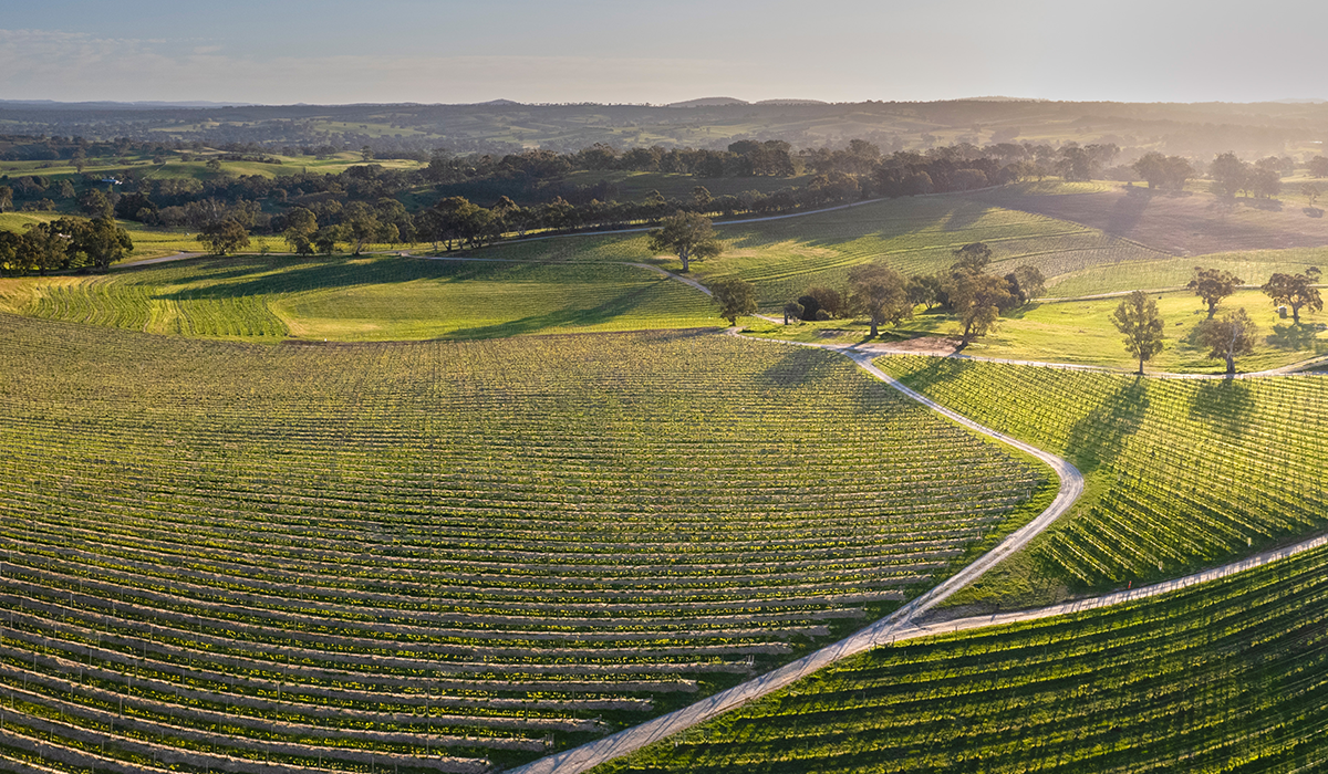 Halliday Top 100 Wineries 2024: Henschke