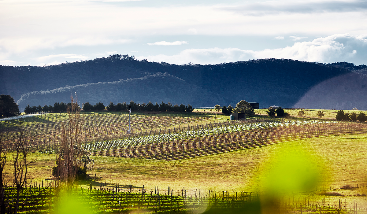 Halliday Top 100 Wineries 2024: Mount Mary