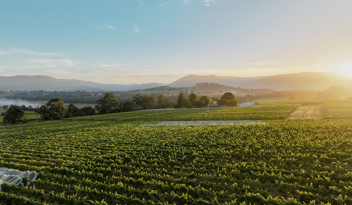 Halliday Top 100 Wineries 2024: Yarra Yering