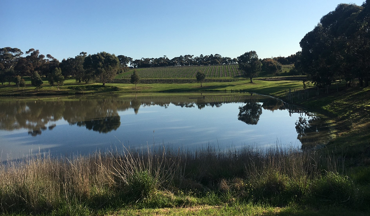 Halliday Wine Companion Top 100 Wineries 2024: Bannockburn Vineyard