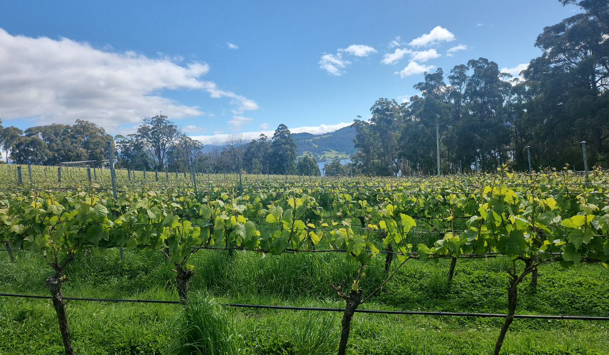 Halliday Wine Companion Top 100 Wineries 2024: Chatto