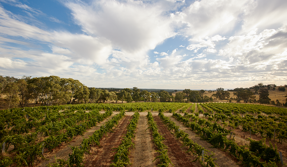 Halliday Wine Companion Top 100 Wineries 2024: Jasper Hill