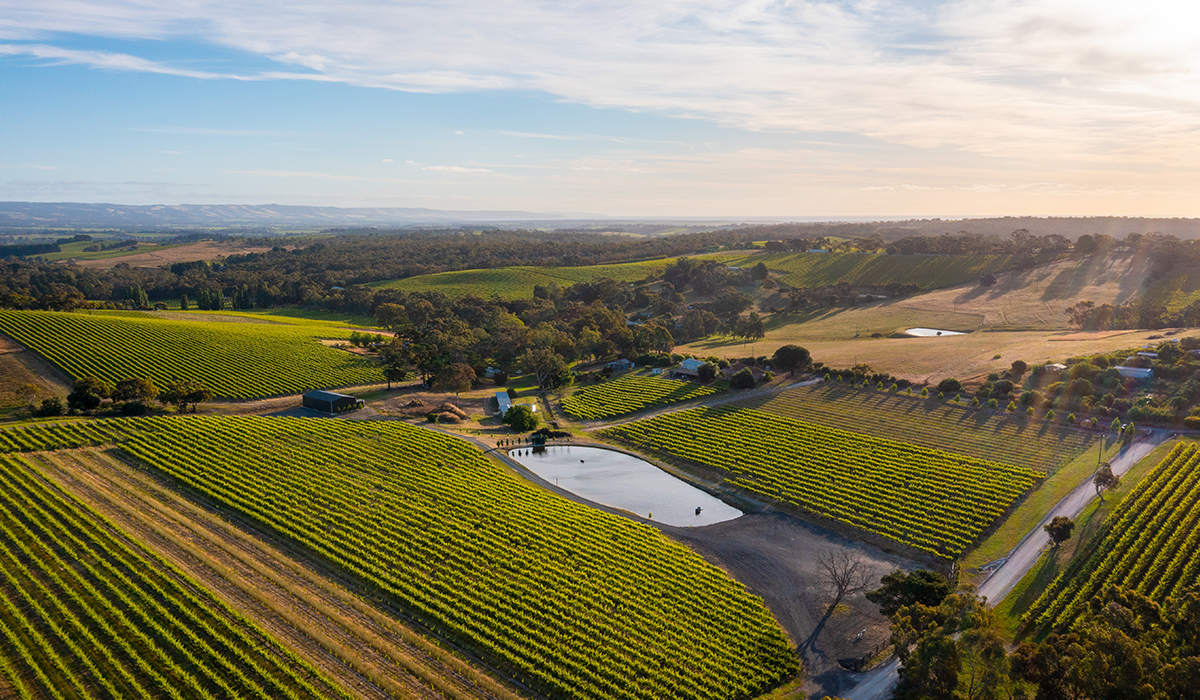 Halliday Wine Companion Top 100 Wineries 2024: MMAD Vineyard