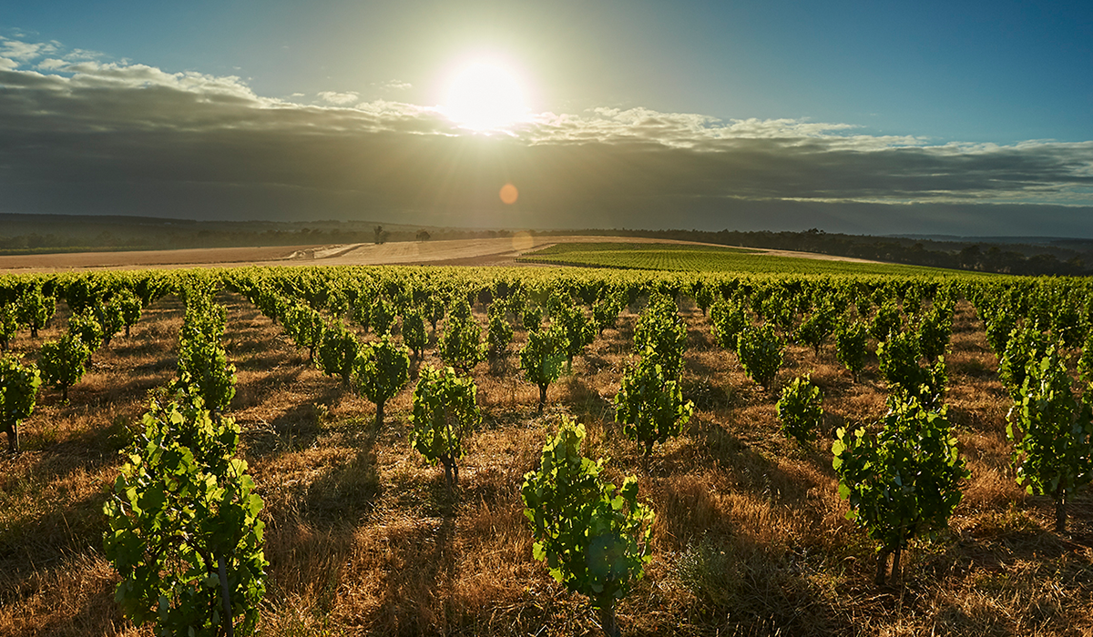 Halliday Wine Companion Top 100 Wineries 2024: Swinney