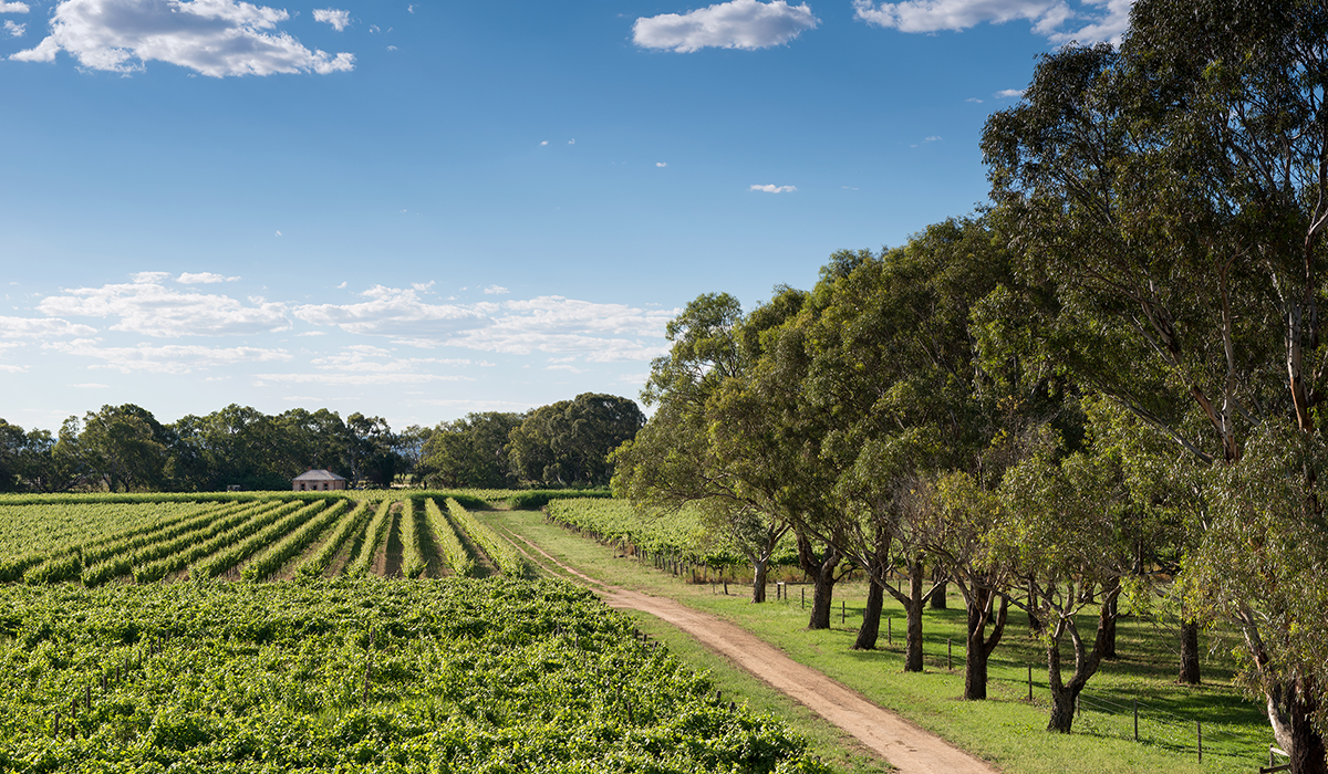 Halliday Wine Companion Top 100 Wineries 2024: Bleasdale Vineyards