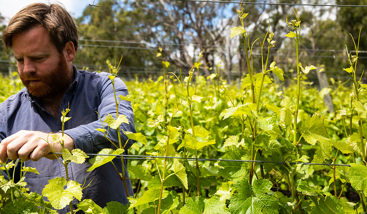 Halliday Wine Companion Top 100 Wineries 2024: Gentle Folk