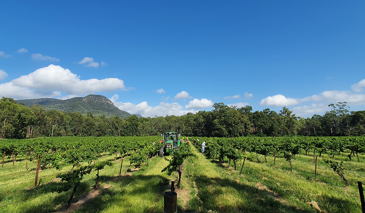 Halliday Wine Companion Top 100 Wineries 2024: Silkman