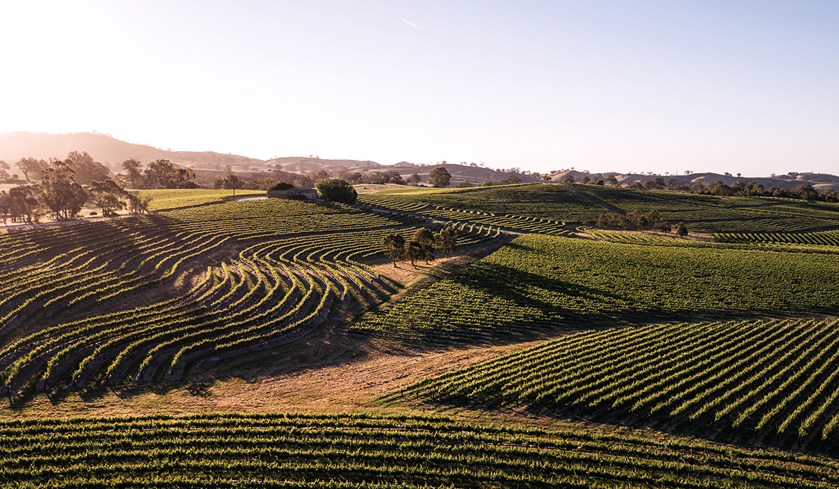 Halliday Wine Companion Top 100 Wineries 2024: Pewsey Vale Vineyard