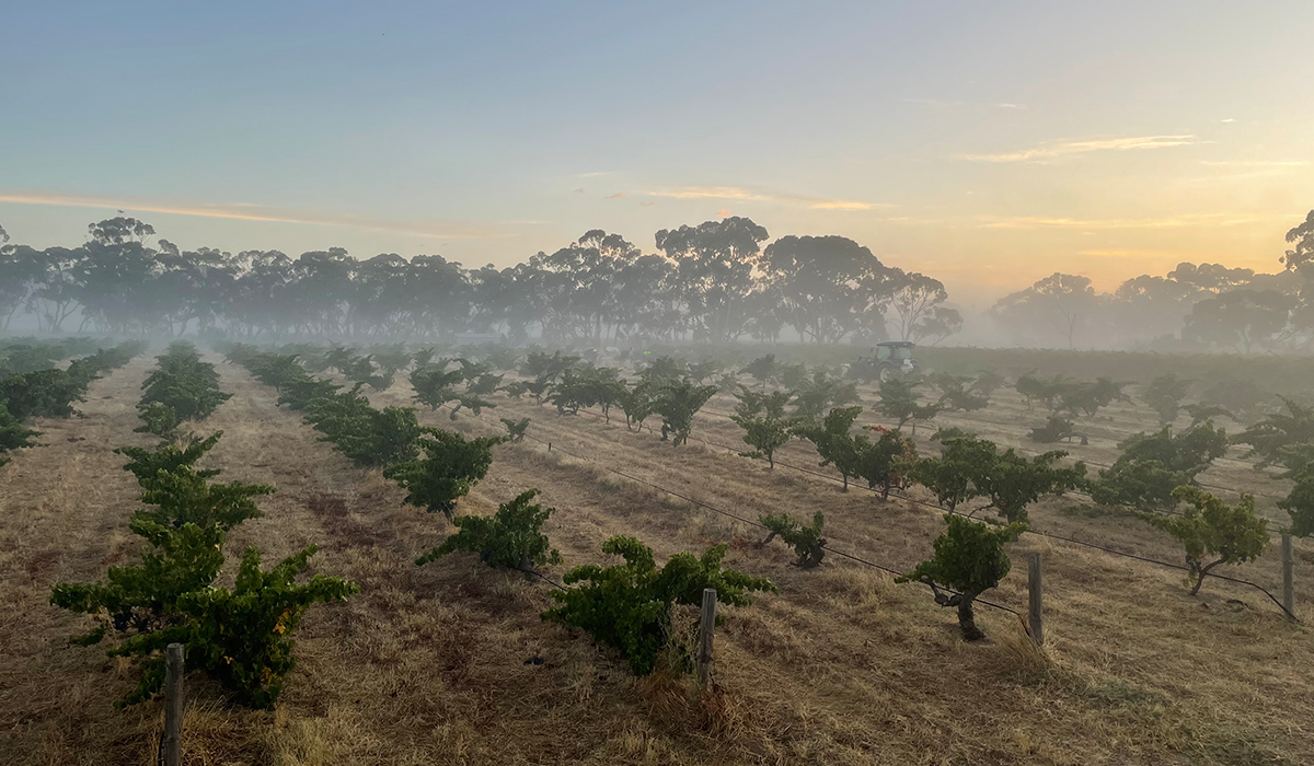 Halliday Wine Companion Top 100 Wineries 2024: Spinifex