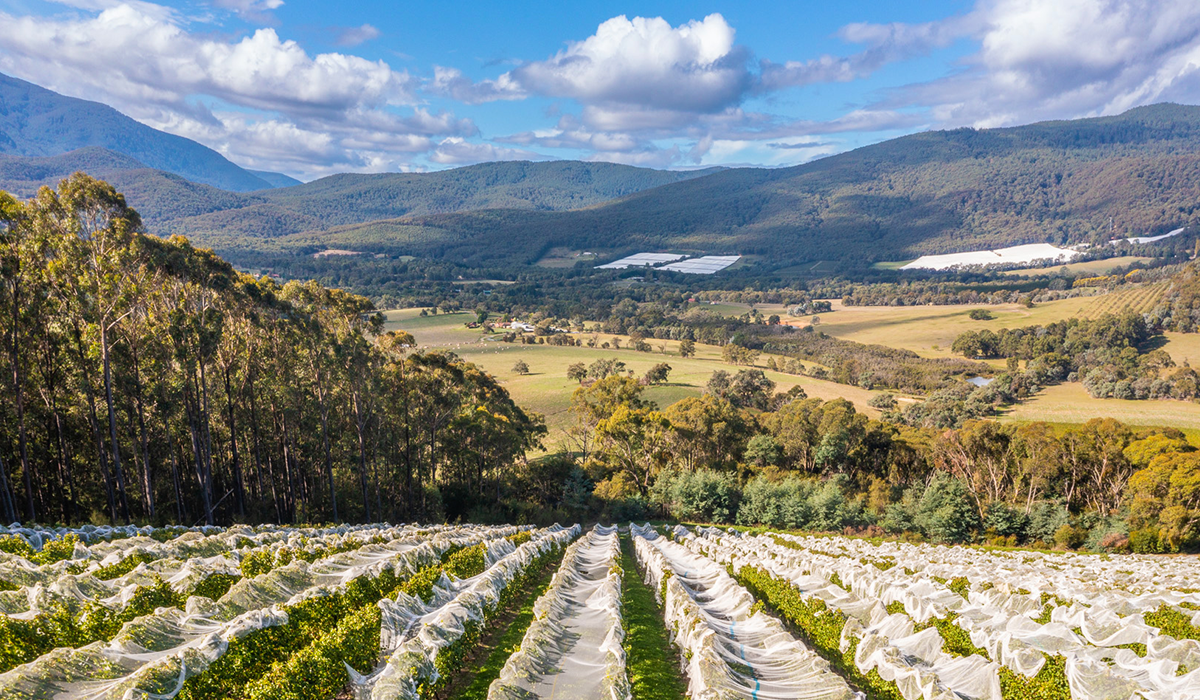 Giant Steps, Halliday Top 100 Wineries 2024