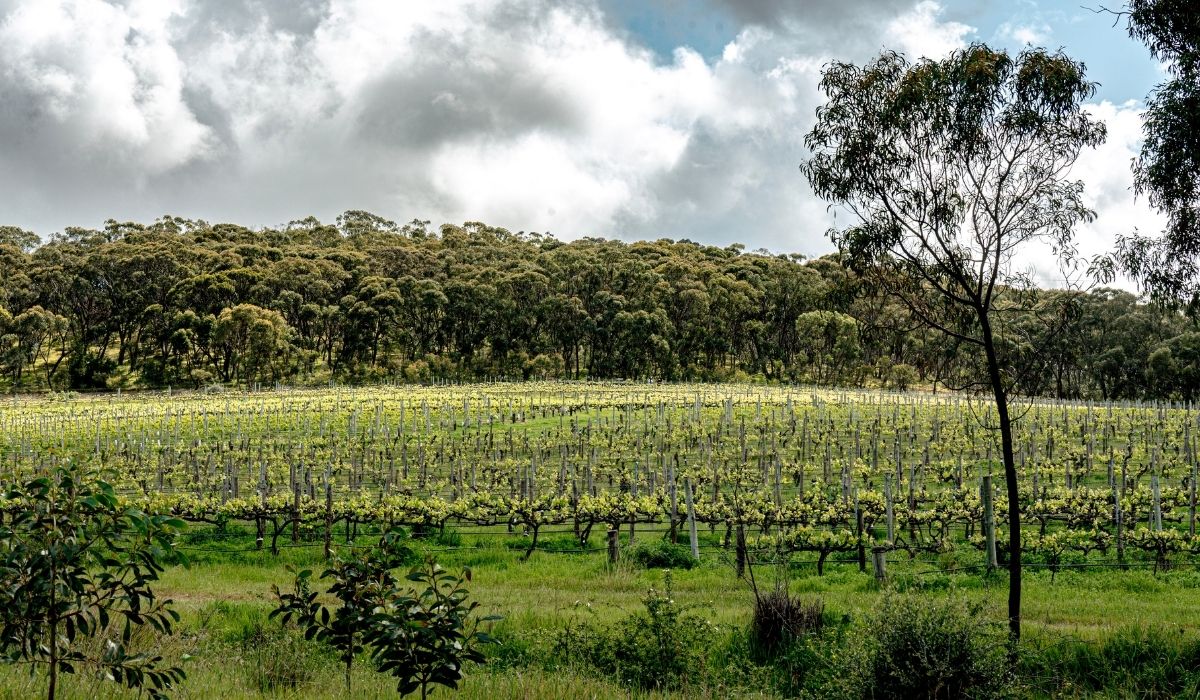 the 100 best wineries australia