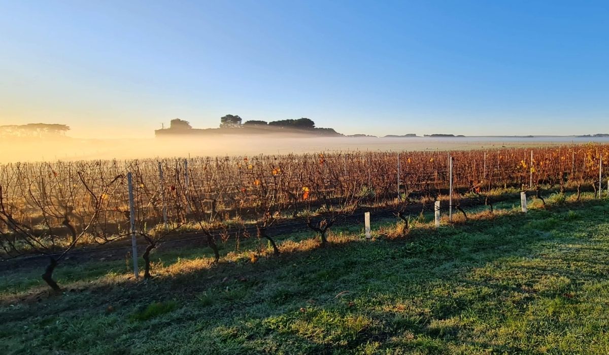 the 100 best wineries australia