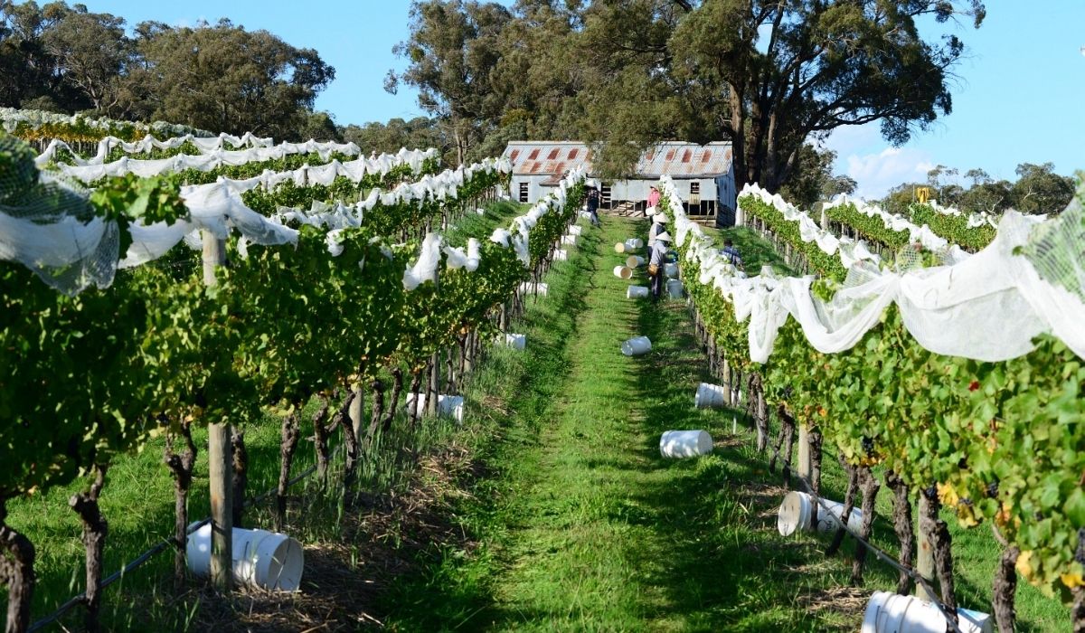 the 100 best wineries australia