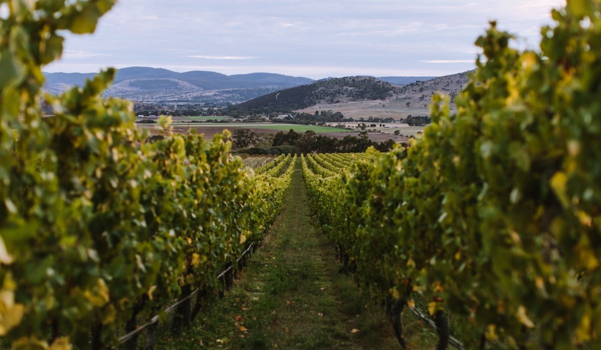 the 100 best wineries australia