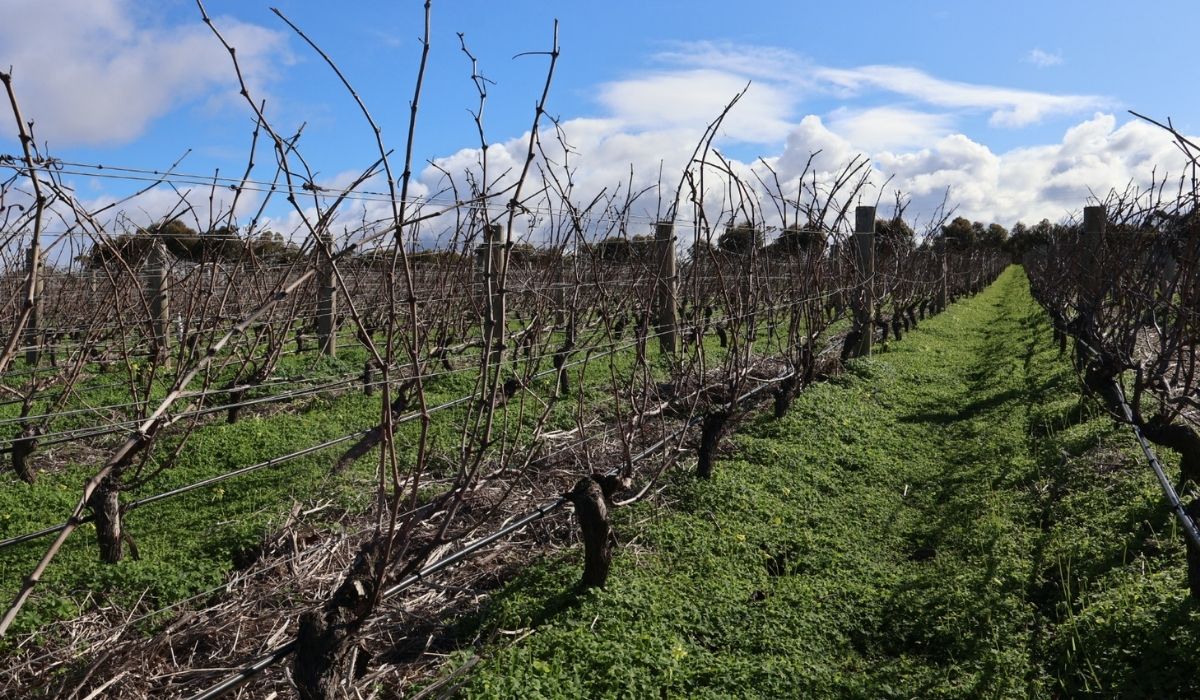 the 100 best wineries australia